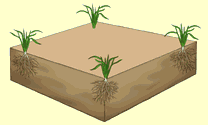animation depicting the growth and coverage process