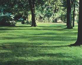 trees providing shade over lush grass